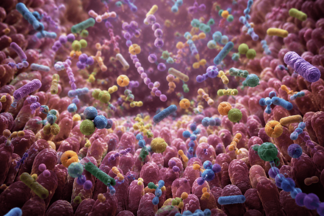gut bacteria Illustration of the human gut microbiome ecosystem showing diverse bacterial communities in the digestive tract