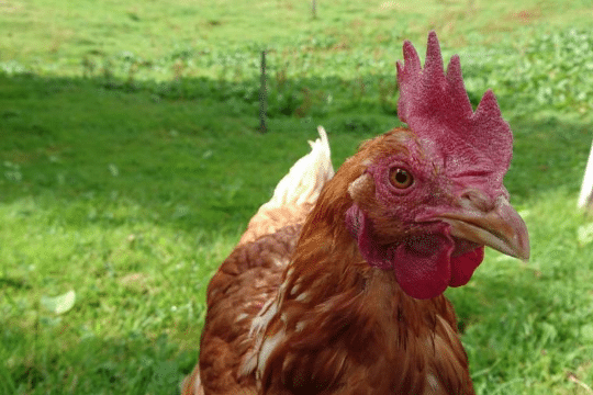 chicken Bird flu vaccine Canada