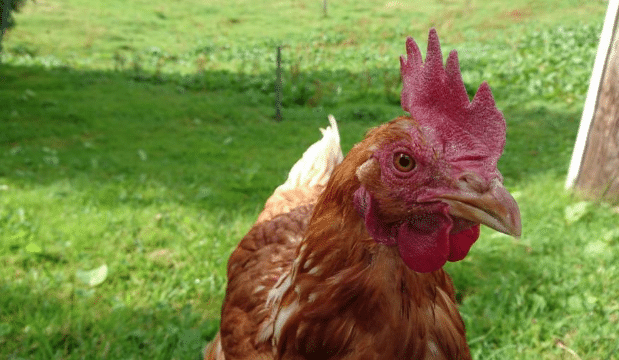 Bird flu vaccine Canada